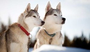 Two huskies in Lapland